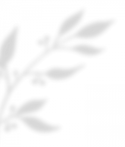 https://www.atelier-nova.fr/wp-content/uploads/2025/09/shadow_leaves_02-2-1-e1758701187632.png